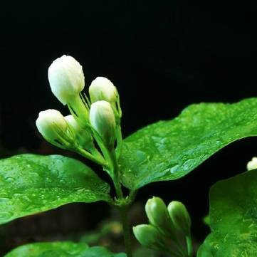 Nếu ai đó bảo
